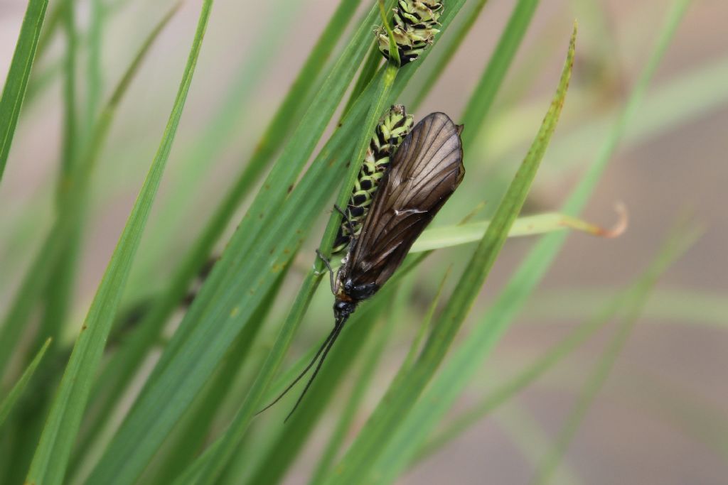 Da id. - Oligotricha striata